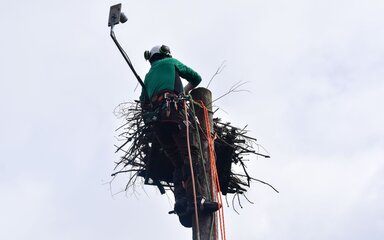 Person suspended by ropes beside an osprey nest platform, repairing a nest camera mounted above the nest.