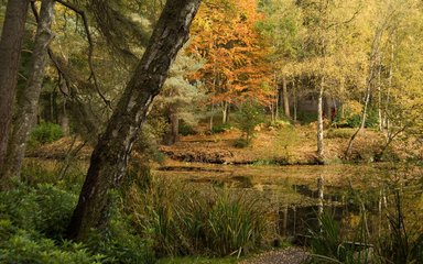 Lake in autumnal forest