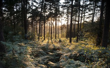 forest with ferns