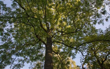 Sunlight filtering through the canopy of a mature ash tree viewed from the forest floor.