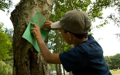 Child rubbing tree print with crayon 