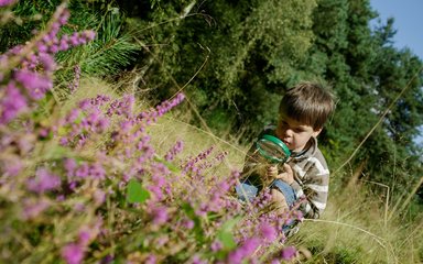 Child looking at bug through magnifying glass, near pink flowers