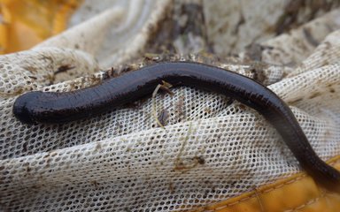 Long black leech in a white net