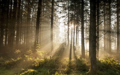 Sunlight shining through trees