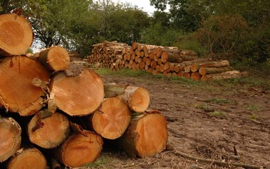 Pile of logs generic