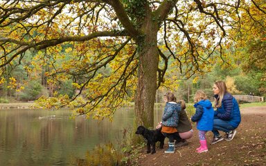 Three people and a black dog stand beneath a large tree beside a calm lake, with autumn leaves on the branches and scattered across the ground.