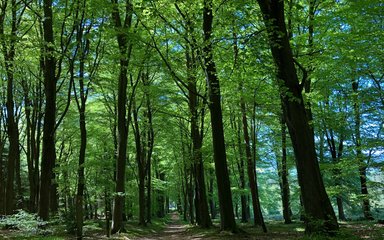 woodland trail in picturesque setting