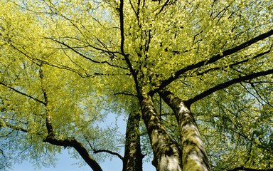 Looking upwards into a mature beech tree canopy against a blue sky.