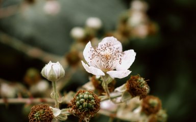 Close up of blackberry flower
