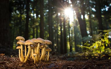 Fungi on forest floor