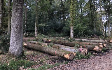 New Forest oak