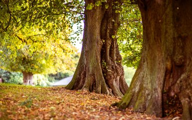 Autumn leaves along path 