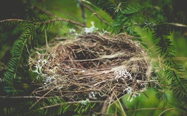 Empty Birds nest