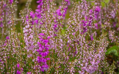 A close-up view of vibrant purple heather flowers in bloom.