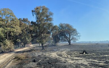 Scorched grassland and trees in the aftermath of a wildfire.