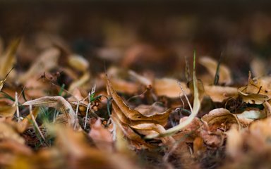 Crunchy autumn leaves