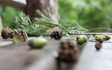 Mix of different trees seeds on wooden bench