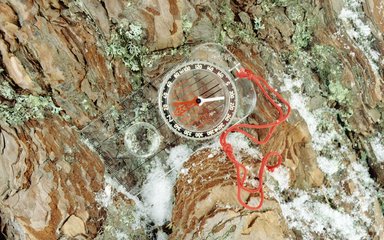 Orienteering compass on tree 