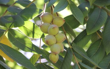 pale green slightly heart-shaped fruits amongst dark green leaves