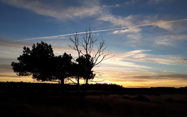 Thetford Forest at sunset 