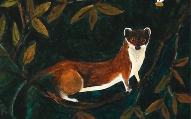 pine marten illustration