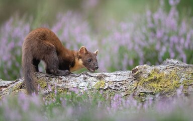 A brown pine marten on a fallen log, with purple flowers in the background.