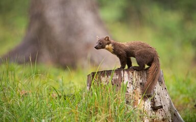 A pine marten standing on a tree stump.