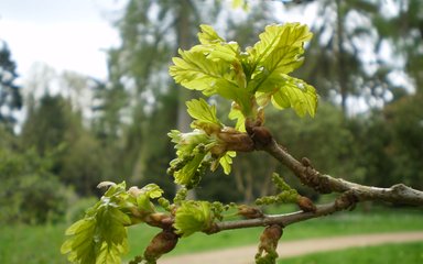 Quercus robur Native Trees Westonbirt Arboretum Generic 