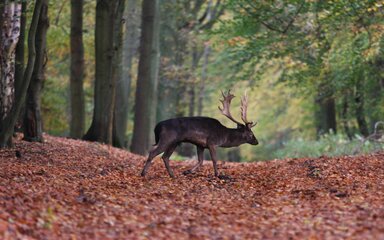 Fallow deer buck walking among autumn leaves