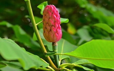red and pink magnolia fruit among bright green leaves