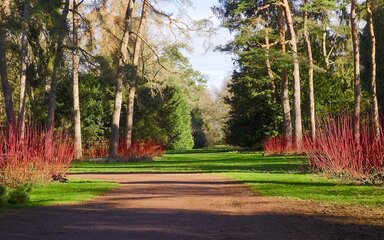 red stemmed dog wood buses growing along woodland drive