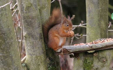 Close-up of a red squirrel sitting in a tree, holding a nut.