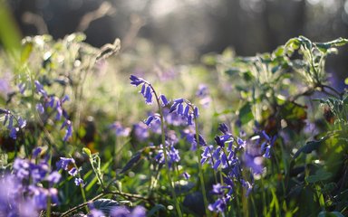 Bluebells in sunshine