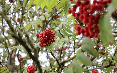 Bright red berries of a rowan in small clusters among green leaves.