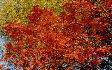 Rowan tree with bright red autumn leaves growing among woodland trees.