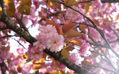 Cheery blossom in bloom 