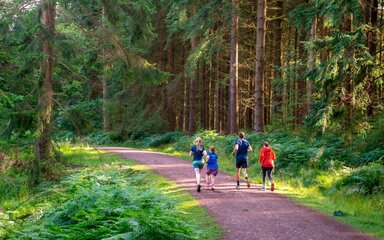 Seen from behind, four runners on a forest trail.