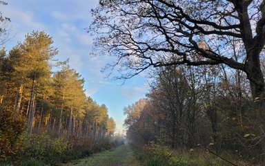 A row of trees with a grass track for walking on running through the middle