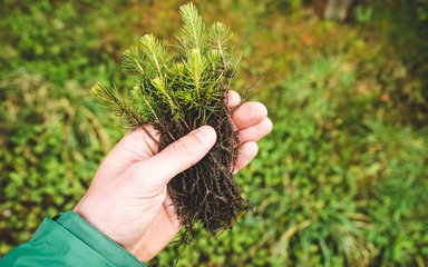 Christmas tree saplings