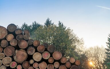 Stacked pile of logs against a winter sky with low sun.