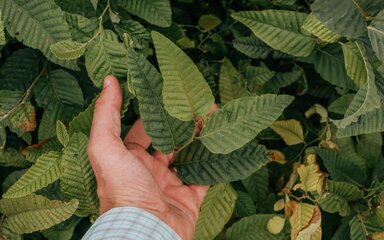 Close-up of a hand touching green leaves.