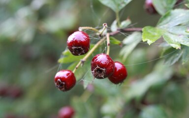 shiny deep red berries among green leaf background