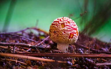 Large red mushroom amoung twigs and leaves on the forest floor