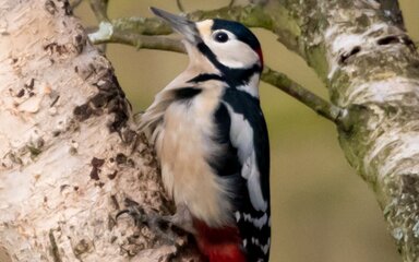 A great spotted woodpecker clings to the trunk of a silver birch tree.