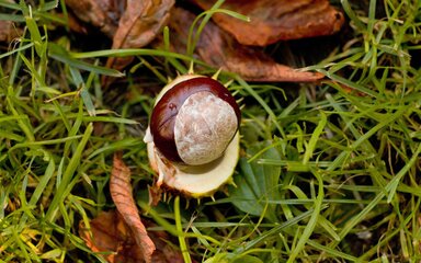 A single glossy conker lying in its open case on grass.