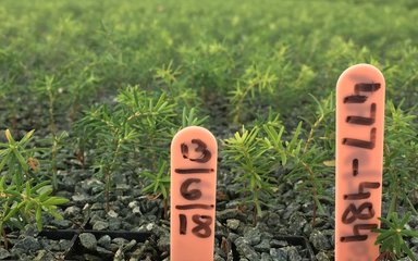 Tiny trees at tree nursery