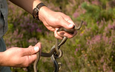 person holding a brown smooth snake