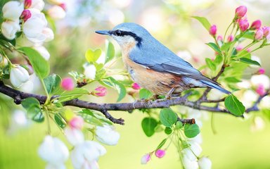 spring bird