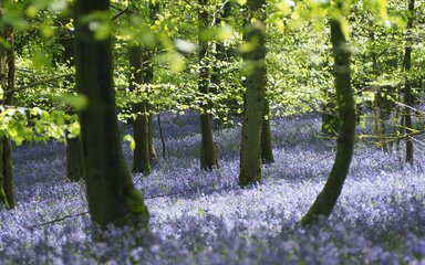 Woodland floor covered in flowering purple bluebells.