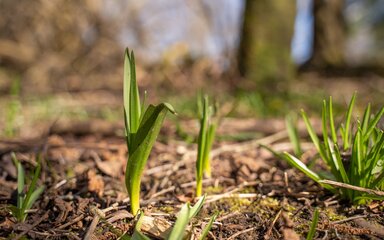 Close-up of green shoots growing from the forest floor.